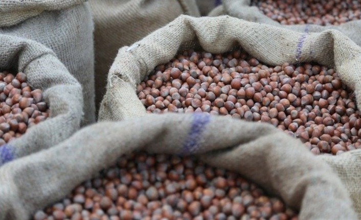 Bugün Fındık Fiyatları Ne Kadar Ve Kaç TL Aralığında Seyrediyor