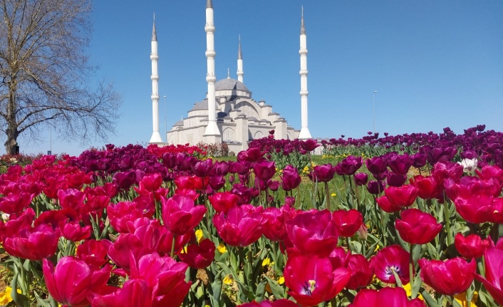 BÜYÜKŞEHİR'DEN DAHA YEŞİL TRABZON ATAĞI