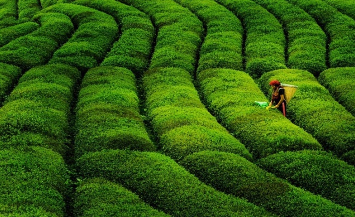 Marketlerde Çay Fiyatları Neden Yükseldi! Güncel Liste Paylaşıldı