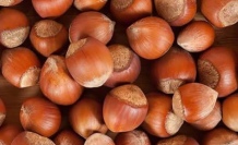 FINDIK ÜRETICILERINE UYARI