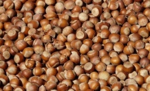 Fındık fiyatları güncellendi