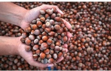 Fındık fiyatları düşüşe geçti