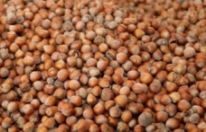 FINDIK FİYATLARI ARTACAK MI?