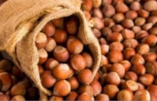 KARADENİZ'DE FINDIK FİYATLARI YÜKSELİYOR MU?