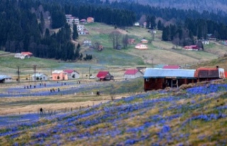 Kadiralak yaylası mor renge boyandı.