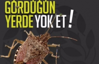 -Kahverengi kokarca ile mücadele…