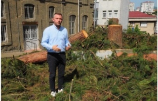 Başkan bahadır bu ağaç katliamıdır