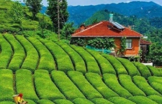 Çaykur’dan Açıklama