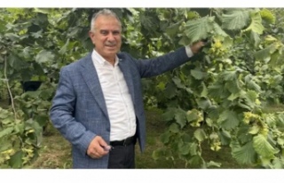 Başkan Erkan fındığı erken toplamayın