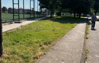 Sahil Yolunda Ağaçlar Katlediliyor