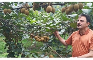 Başkan Eyüboğlu ''Aronya’ nın Hasat Zamanı''