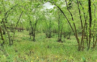 ''Rekolteyi yüksek göstermeye çalışıyorlar''