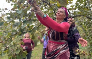 Suiçmez’den Fındık Fiyatı Tepkisi: “FINDIKTA...