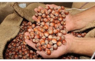 Fındık da şok düşüş