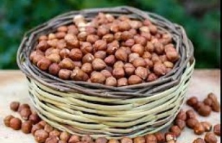 BUGÜN FINDIK FİYATLARI KAÇ TL OLDU?