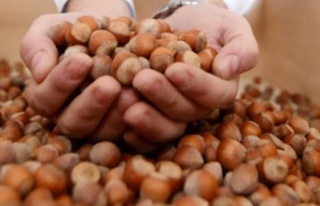 FINDIK ÜRETICISI TEPKILI