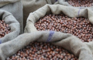 Bugün Fındık Fiyatları Ne Kadar Ve Kaç TL Aralığında...