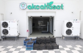AKÇAABAT’IN MEYVE SEBZE FABRİKASI ÜRETİME DEVAM...