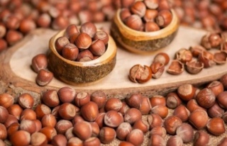 Türkiye’de Bugün Fındık Fiyatları Neden 240...