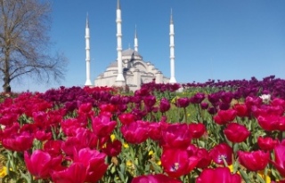 BÜYÜKŞEHİR'DEN DAHA YEŞİL TRABZON ATAĞI