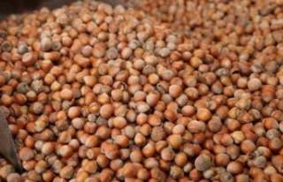 Fındık fiyatları yerinde sayıyor