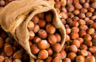 FINDIK FİYATLARINDA BUGÜN SON DURUM