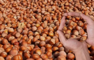 GÜNCEL FINDIK FİYATLARI NEDEN YÜKSELİYOR?