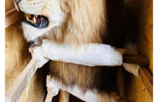 Trabzon Limanında yaban hayatı kaçakçılığına...