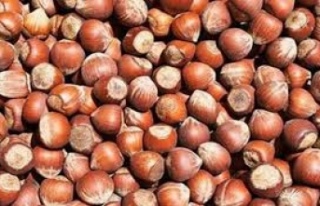 FINDIK PİYASASINDA SON DURUM NEDİR