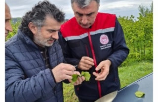 FINDIK BAHÇELERİNDE YAPILACAKLAR İÇİN ÖNEMLİ...