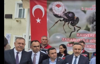 Kahverengi Kokarca ile Mücadelede Samuray Arısı...