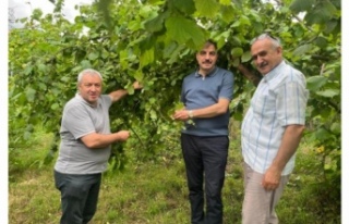 Trabzon ilinde Tarım ve Orman Bakanlığının Koordinasyonunda...