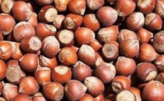 Fındıkta Sessizlik Bozuluyor! Karadeniz'de Fiyatlar İçin Kritik Hareketlilik Başladı