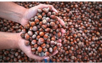 Fındık fiyatları düşüşe geçti