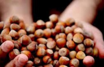 Fındık Fiyatları Artacak mı?