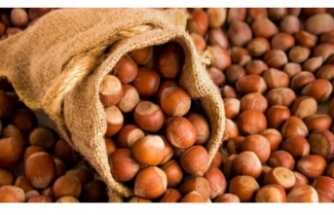 Fındık Fiyatları Neden Düştü? Uzmanlardan Kritik Uyarılar