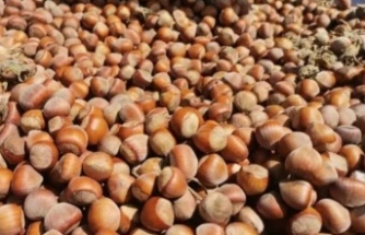 Bayram Sonrası Fındık Piyasası Altüst Oldu: 20 TL'lik Kayıp