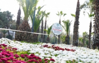 AKÇAABAT BELEDİYESİ ÇİÇEKLERİNİ KENDİ SERALARINDA ÜRETİYOR