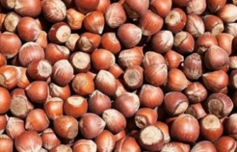 FINDIK PİYASASINDA SON TABLO