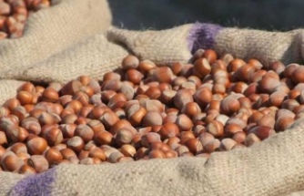 FINDIK PİYASASINDA SON DURUM NEDİR?