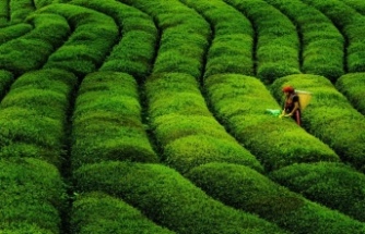 Marketlerde Çay Fiyatları Neden Yükseldi! Güncel Liste Paylaşıldı