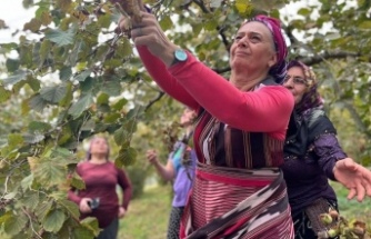 CHP Trabzon Milletvekili Sibel Suiçmez’den Tarım ve Orman Bakanı’na "Fındık" Önergesi: 