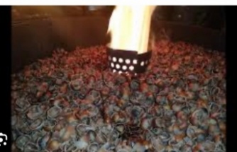 Üretici topladığı fındığı yakıyor.