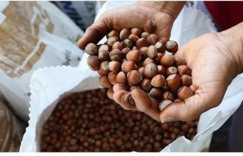 Fındık fiyatları çakıldı