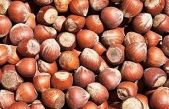 Fındıkta Sessizlik Bozuluyor! Karadeniz'de Fiyatlar İçin Kritik Hareketlilik Başladı