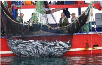 Karadeniz de Palamut Fiyatları Düştü. Balıkçılrı Bekleyen Sorun Ortaya Çıktı