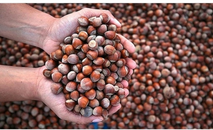 Fındık fiyatları düşüşe geçti