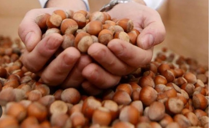 FINDIK ÜRETICISI TEPKILI