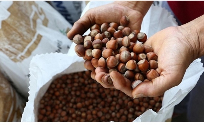 Fındık fiyatları çakıldı