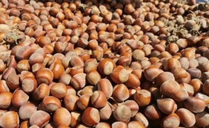 Bayram Sonrası Fındık Piyasası Altüst Oldu: 20 TL'lik Kayıp